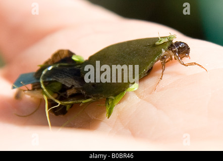 Caddis Larva fly con bozzolo di detriti in foglia su una mano umana Foto Stock