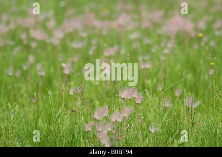 La prateria fiori selvaggi fumo triflorum Geum fiorisce su Drummond Island in Michigan s Penisola Superiore Foto Stock