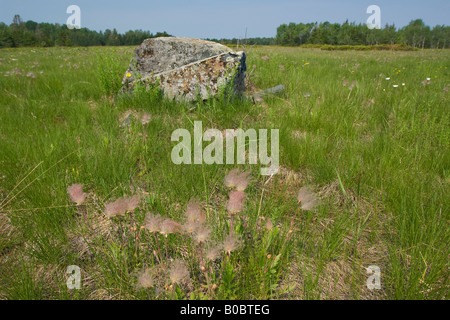 La prateria fiori selvaggi fumo triflorum Geum fiorisce su Drummond Island in Michigan s Penisola Superiore Foto Stock