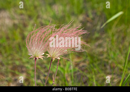 La prateria fiori selvaggi fumo triflorum Geum fiorisce su Drummond Island in Michigan s Penisola Superiore Foto Stock