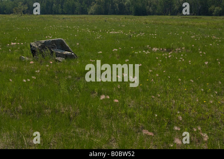 La prateria fiori selvaggi fumo triflorum Geum fiorisce su Drummond Island in Michigan s Penisola Superiore Foto Stock