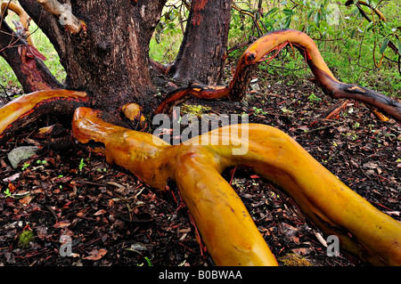 Arbutus menziesii Pacific madrone tree Uplands Park Vancouver Island British Columbia Canada Foto Stock