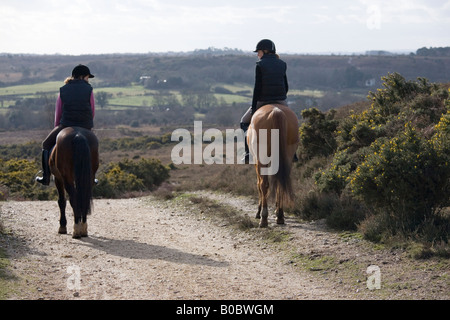 Percorsi per Pony sul crinale di Hampton New Forest Hampshire REGNO UNITO Foto Stock