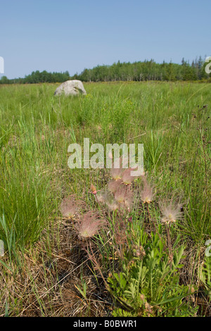 La prateria fiori selvaggi fumo triflorum Geum fiorisce su Drummond Island in Michigan s Penisola Superiore Foto Stock