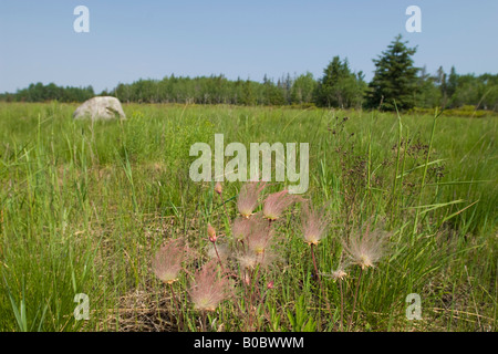 La prateria fiori selvaggi fumo triflorum Geum fiorisce su Drummond Island in Michigan s Penisola Superiore Foto Stock