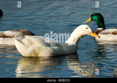 Lago piccolo di Avigliana, Torino, Italia. Foto Stock