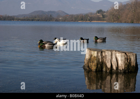 Lago piccolo di Avigliana, Torino, Italia. Foto Stock