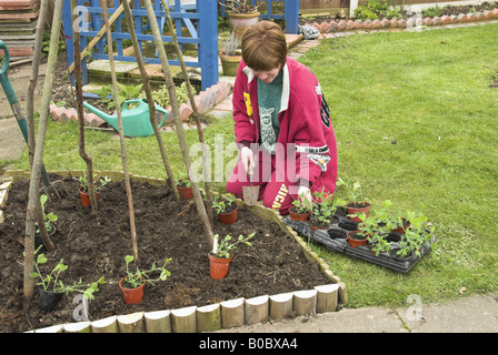 La piantagione fuori pisello dolce piante omaggio floreale attorno a un bastoncino di nocciolo wigwam NORFOLK REGNO UNITO Aprile Foto Stock