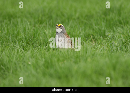 Bianco-throated Sparrow in erba Foto Stock