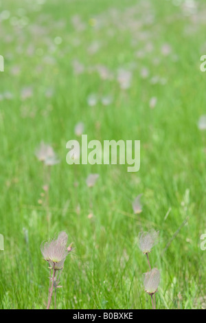 La prateria fiori selvaggi fumo triflorum Geum fiorisce su Drummond Island in Michigan s Penisola Superiore Foto Stock