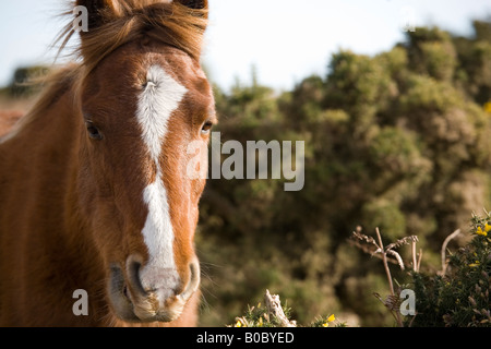 Un pony mangiare ginestre nella nuova foresta Hampshire REGNO UNITO Foto Stock