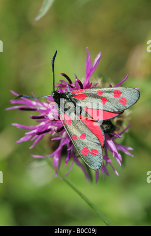 Sei Spotted Burnett Moth ( zygaena trifolii ) Foto Stock