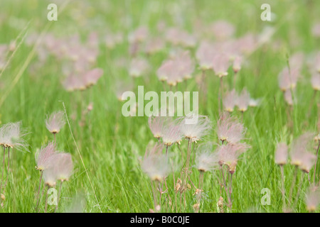 La prateria fiori selvaggi fumo triflorum Geum fiorisce su Drummond Island in Michigan s Penisola Superiore Foto Stock