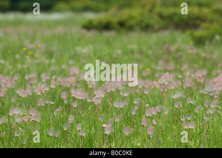 La prateria fiori selvaggi fumo triflorum Geum fiorisce su Drummond Island in Michigan s Penisola Superiore Foto Stock