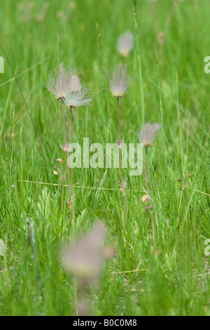 La prateria fiori selvaggi fumo triflorum Geum fiorisce su Drummond Island in Michigan s Penisola Superiore Foto Stock