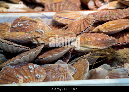 Guscio di molluschi capesante pesce mano buttata crostaceo di frutti di mare sea food stondata per PCB Foto Stock