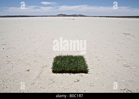 Patch di erba nel deserto Foto Stock