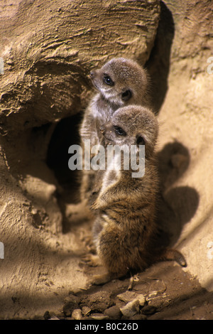 Meerkat giovani Suricata suricatta in un parco faunistico Foto Stock