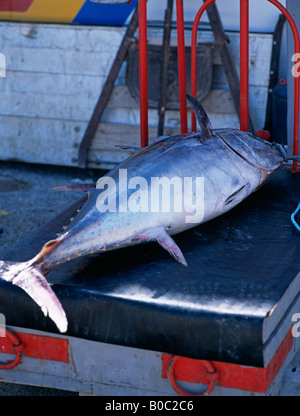 Appena pescato il tonno rosso sulla bilancia l'isola di Favignana isole egadi Sicilia Italia Europa Foto Stock