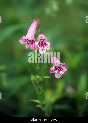 Penstemons fiore rosa in fiore Foto Stock