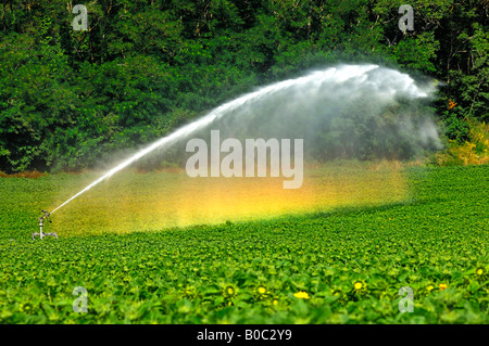 Rotante sprinkler irrigazione in azione Foto Stock