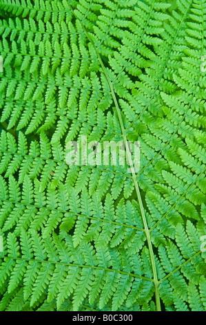 Legno foglie di felce Dryopteris expansa Foto Stock