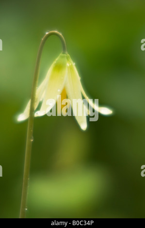 Oregon fawn lily Erythronium oregonum Foto Stock