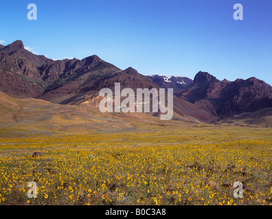 Steens Mountain est pendici con girasoli dal Ranch Alvord southeast Oregon Foto Stock