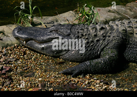 Gator closeup Foto Stock