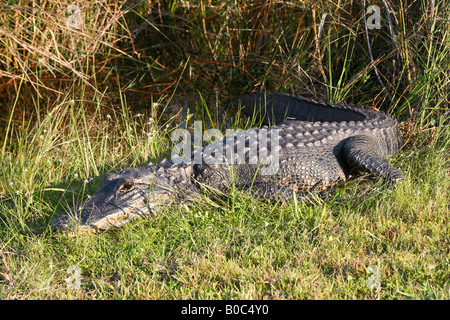 Squalo coccodrillo sul fiume Foto Stock