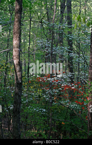 Arancione fiamma azalea e Sanguinello bloom nel sud est Foto Stock