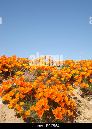 Vista di una collina ricoperta di fiori nella Antelope Valley Poppy preservare nel sud della California, durante la primavera. Foto Stock