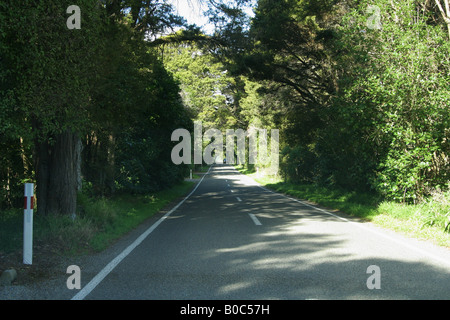 Strada che conduce attraverso il 'tunnel' formate da sovrastanti i rami degli alberi. Foto Stock