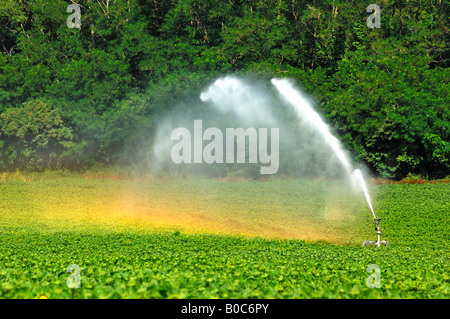 Rotante sprinkler irrigazione in azione in un campo di girasoli Foto Stock