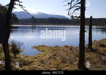 Uath Lochan, un viale alberato Scottish Loch (lago) con le montagne sullo sfondo. Foto Stock