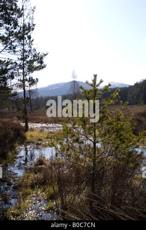 Uath Lochan, un viale alberato Scottish Loch (lago) con le montagne sullo sfondo. Foto Stock