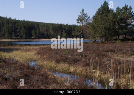 Uath Lochan, un viale alberato Scottish Loch (lago). Foto Stock