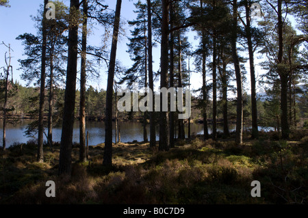 Uath Lochan, un viale alberato Scottish Loch (lago). Foto Stock