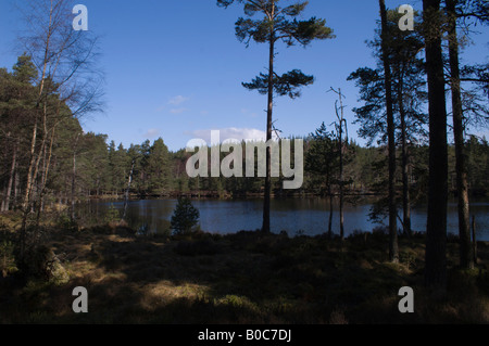 Uath Lochan, un viale alberato Scottish Loch (lago). Foto Stock