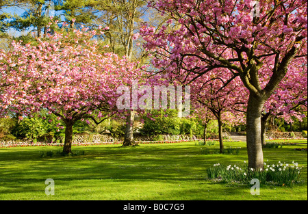 Fiore di primavera letti e la fioritura dei ciliegi nel comune di giardini, Swindon, Wiltshire, Inghilterra, Regno Unito Foto Stock
