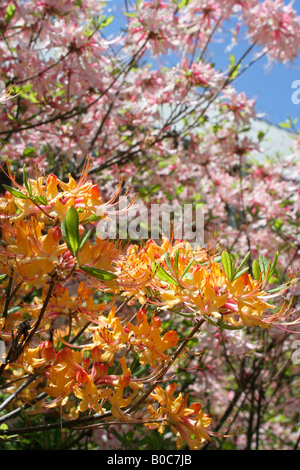 Arancione e rosa azalea nel sud est Foto Stock