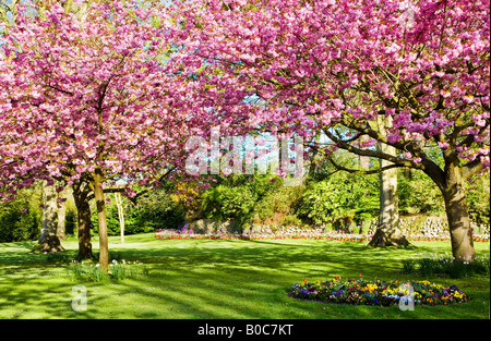 Fiore di primavera letti e la fioritura dei ciliegi nel comune di giardini, Swindon, Wiltshire, Inghilterra, Regno Unito Foto Stock