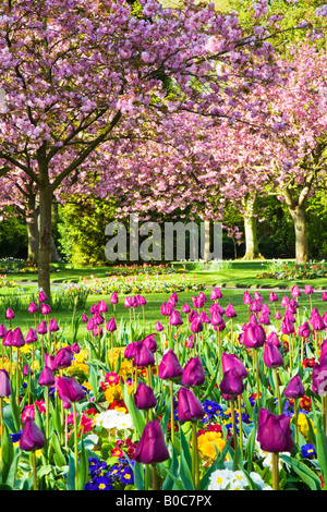 La molla aiuole di fiori di tulipani e primulas con la fioritura dei ciliegi nel comune di giardini, Swindon, Wiltshire, Inghilterra, Regno Unito Foto Stock