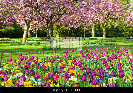 La molla aiuole di fiori di tulipani e primulas con la fioritura dei ciliegi nel comune di giardini, Swindon, Wiltshire, Inghilterra, Regno Unito Foto Stock