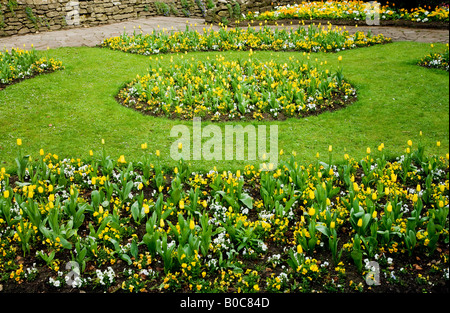 Molla di formale aiuole di fiori di tulipani gialli e pansies nella città dei giardini, Swindon, Wiltshire, Inghilterra, Regno Unito Foto Stock