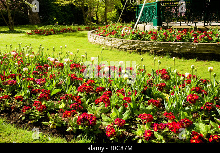 La molla aiuole di fiori di tulipani e primulas rossa nella parte anteriore del Vittoriano bandstand presso la cittadina di giardini, Swindon, Wiltshire, Regno Unito Foto Stock