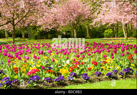 La molla aiuole di fiori di tulipani e primulas con la fioritura dei ciliegi nel comune di giardini, Swindon, Wiltshire, Inghilterra, Regno Unito Foto Stock