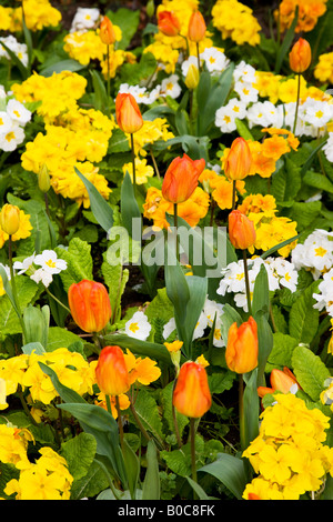 Tulipani arancio e giallo, bianco e arancione o primulas primule in una molla mista confine. Foto Stock