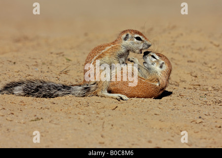 Due giovani, giocoso terreno scoiattoli (Xerus inaurus), Kgalagadi Parco transfrontaliero, Sud Africa Foto Stock