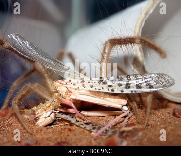 Cammello Spider o Wind Scorpion nel deserto degli Emirati Arabi Uniti di Dubai Foto Stock